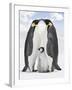 Emperor Penguin, Two Adults with Chick-null-Framed Photographic Print