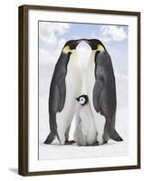 Emperor Penguin, Two Adults with Chick-null-Framed Photographic Print