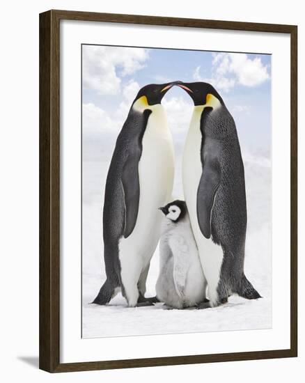 Emperor Penguin, Two Adults with Chick-null-Framed Photographic Print