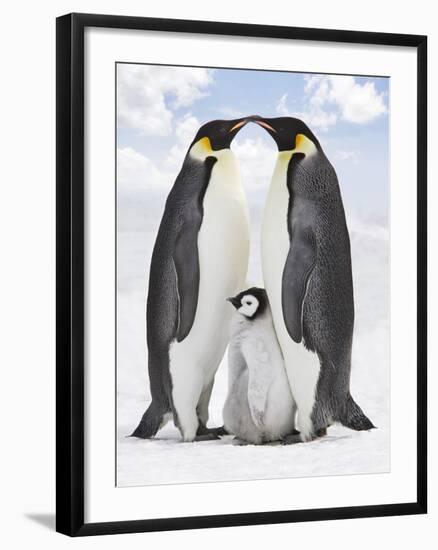 Emperor Penguin, Two Adults with Chick-null-Framed Photographic Print