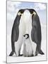 Emperor Penguin, Two Adults with Chick-null-Mounted Photographic Print