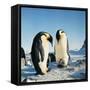 Emperor Penguin, Two Adults with Chicks-null-Framed Stretched Canvas