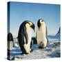 Emperor Penguin, Two Adults with Chicks-null-Stretched Canvas