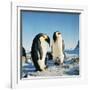 Emperor Penguin, Two Adults with Chicks-null-Framed Photographic Print