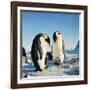 Emperor Penguin, Two Adults with Chicks-null-Framed Photographic Print