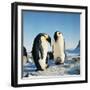 Emperor Penguin, Two Adults with Chicks-null-Framed Photographic Print