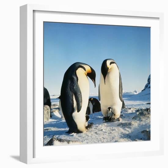 Emperor Penguin, Two Adults with Chicks-null-Framed Photographic Print