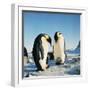 Emperor Penguin, Two Adults with Chicks-null-Framed Photographic Print