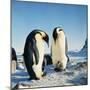 Emperor Penguin, Two Adults with Chicks-null-Mounted Photographic Print