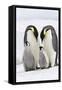 Emperor Penguin, Two Adults with Two Chicks-null-Framed Stretched Canvas