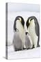 Emperor Penguin, Two Adults with Two Chicks-null-Stretched Canvas