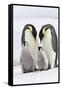 Emperor Penguin, Two Adults with Two Chicks-null-Framed Stretched Canvas