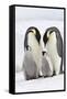 Emperor Penguin, Two Adults with Two Chicks-null-Framed Stretched Canvas