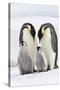 Emperor Penguin, Two Adults with Two Chicks-null-Stretched Canvas