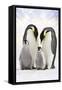 Emperor Penguin, Two Adults with Two Chicks-null-Framed Stretched Canvas