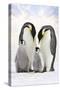 Emperor Penguin, Two Adults with Two Chicks-null-Stretched Canvas