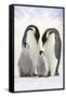 Emperor Penguin, Two Adults with Two Chicks-null-Framed Stretched Canvas