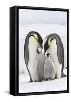 Emperor Penguin, Two Adults with Two Chicks-null-Framed Stretched Canvas
