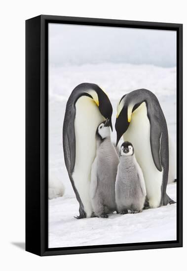 Emperor Penguin, Two Adults with Two Chicks-null-Framed Stretched Canvas