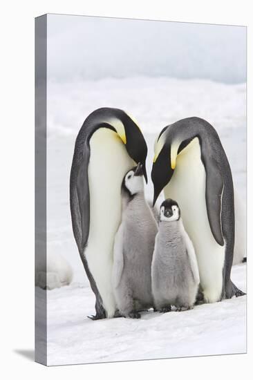 Emperor Penguin, Two Adults with Two Chicks-null-Stretched Canvas