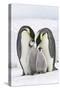Emperor Penguin, Two Adults with Two Chicks-null-Stretched Canvas