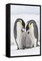 Emperor Penguin, Two Adults with Two Chicks-null-Framed Stretched Canvas