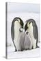 Emperor Penguin, Two Adults with Two Chicks-null-Stretched Canvas