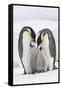 Emperor Penguin, Two Adults with Two Chicks-null-Framed Stretched Canvas