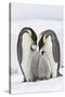 Emperor Penguin, Two Adults with Two Chicks-null-Stretched Canvas