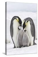 Emperor Penguin, Two Adults with Two Chicks-null-Stretched Canvas