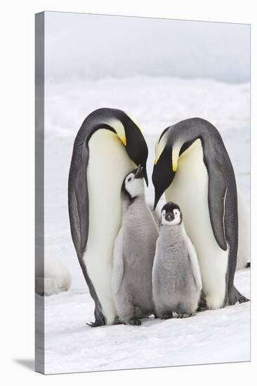 Emperor Penguin, Two Adults with Two Chicks-null-Stretched Canvas