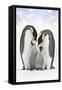 Emperor Penguin, Two Adults with Two Chicks-null-Framed Stretched Canvas