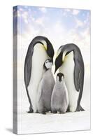 Emperor Penguin, Two Adults with Two Chicks-null-Stretched Canvas