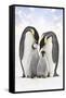 Emperor Penguin, Two Adults with Two Chicks-null-Framed Stretched Canvas