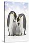 Emperor Penguin, Two Adults with Two Chicks-null-Stretched Canvas