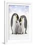 Emperor Penguin, Two Adults with Two Chicks-null-Framed Photographic Print