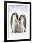 Emperor Penguin, Two Adults with Two Chicks-null-Framed Photographic Print