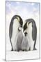 Emperor Penguin, Two Adults with Two Chicks-null-Mounted Photographic Print
