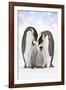 Emperor Penguin, Two Adults with Two Chicks-null-Framed Photographic Print