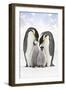 Emperor Penguin, Two Adults with Two Chicks-null-Framed Photographic Print