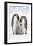 Emperor Penguin, Two Adults with Two Chicks-null-Framed Photographic Print