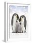 Emperor Penguin, Two Adults with Two Chicks-null-Framed Photographic Print