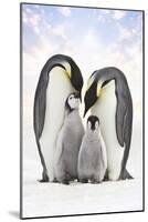 Emperor Penguin, Two Adults with Two Chicks-null-Mounted Photographic Print