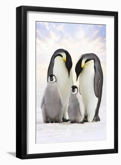 Emperor Penguin, Two Adults with Two Chicks-null-Framed Photographic Print