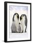 Emperor Penguin, Two Adults with Two Chicks-null-Framed Photographic Print