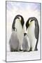 Emperor Penguin, Two Adults with Two Chicks-null-Mounted Photographic Print