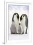 Emperor Penguin, Two Adults with Two Chicks-null-Framed Photographic Print