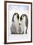 Emperor Penguin, Two Adults with Two Chicks-null-Framed Photographic Print