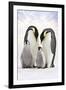 Emperor Penguin, Two Adults with Two Chicks-null-Framed Photographic Print