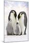 Emperor Penguin, Two Adults with Two Chicks-null-Mounted Photographic Print